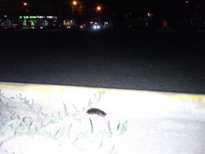 Прикрепленное изображение: DSC00418.JPG